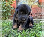 Small Photo #30 German Shepherd Dog Puppy For Sale in MARIPOSA, CA, USA