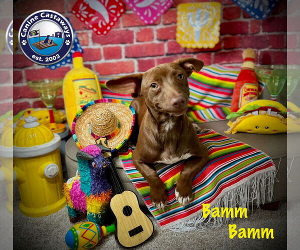 Medium Photo #5 Chiweenie Puppy For Sale in Arcadia, FL, USA