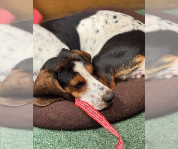 Medium Photo #11 Bagle Hound Puppy For Sale in Boonton, NJ, USA