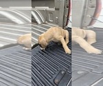 Small Photo #29 Mastiff Puppy For Sale in PARIS, IL, USA
