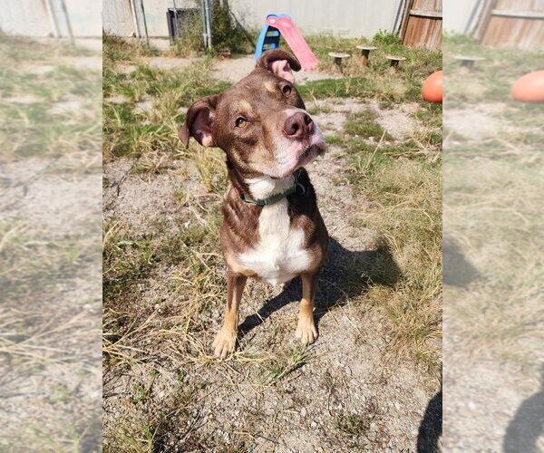 Medium Photo #9 Mutt Puppy For Sale in Evansville, IN, USA