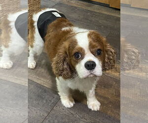 Cavalier King Charles Spaniel Dogs for adoption in Sioux Falls, SD, USA