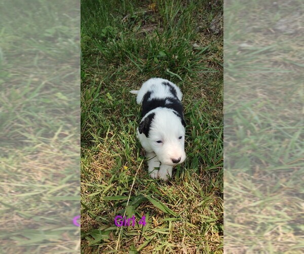 Medium Photo #7 Border Collie Puppy For Sale in WEST LIBERTY, KY, USA
