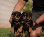Small Photo #1 Rottweiler Puppy For Sale in SAN TAN VALLEY, AZ, USA