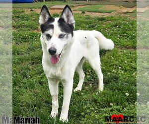 Siberian Husky Dogs for adoption in Maryville, TN, USA