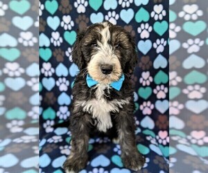 Sheepadoodle Puppy for sale in PORT DEPOSIT, MD, USA