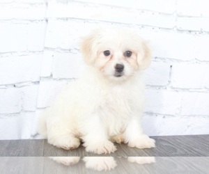 Bichon Frise-Zuchon Mix Puppy for sale in RED LION, PA, USA