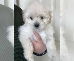 Morkie Puppy for sale in CAMARILLO, CA, USA