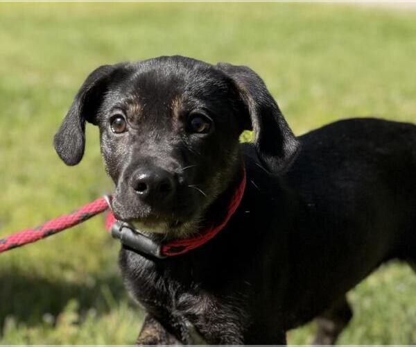 Medium Photo #1 Labrador Retriever-Unknown Mix Puppy For Sale in Yardley, PA, USA
