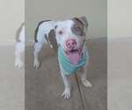Small #1 American Pit Bull Terrier Mix