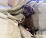 Small #2 Mutt