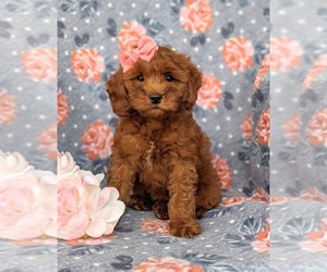 Cock-A-Poo-Poodle (Miniature) Mix Puppy for sale in KIRKWOOD, PA, USA