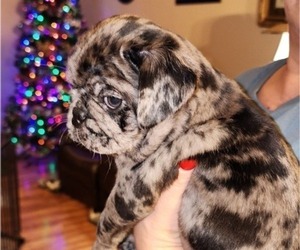 Pug Puppy for sale in ZEBULON, NC, USA