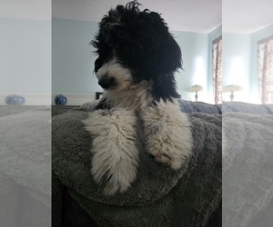 Mother of the Aussiedoodle puppies born on 10/09/2025