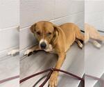 Small Labrador Retriever Mix