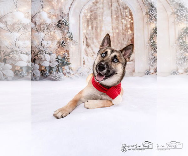 Medium Photo #2 Siberian Husky-Unknown Mix Puppy For Sale in Aurora, CO, USA