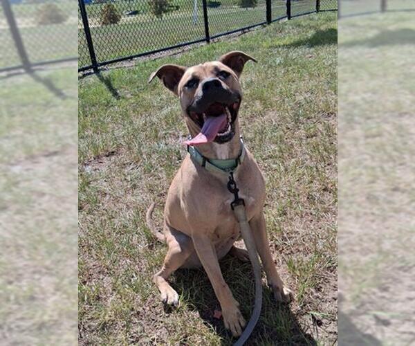 Medium Photo #4 Black Mouth Cur Puppy For Sale in Ocala, FL, USA