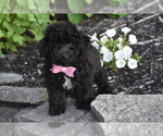 Small #1 Bichpoo
