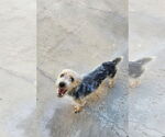 Small Mutt