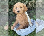 Small #1 Cockapoo (Miniature)