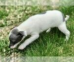 Small Photo #5 Chihuahua Puppy For Sale in STAFFORD SPRINGS, CT, USA