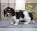 Small #2 Dachshund
