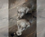 Small #4 Irish Dane