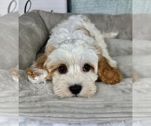 Cavapoo Puppy for sale in FRANKLIN, IN, USA