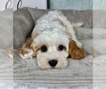 Small Photo #1 Cavapoo Puppy For Sale in FRANKLIN, IN, USA