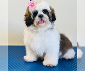 Shih Tzu Litter for sale in ORLANDO, FL, USA