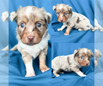 Small #1 Miniature Australian Shepherd