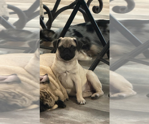 Pug Puppy for sale in PALM COAST, FL, USA