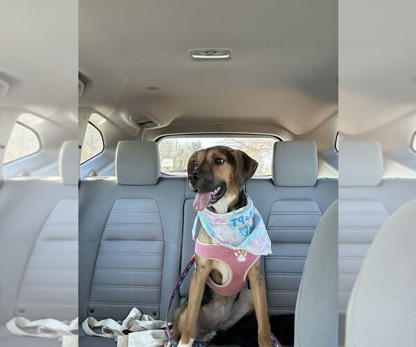 Medium Photo #3 Mutt Puppy For Sale in Candler, NC, USA