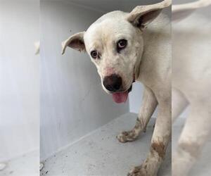 Argentinian Mastiff-Unknown Mix Dogs for adoption in Houston, TX, USA