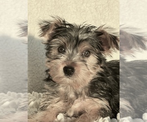 Yorkshire Terrier Puppy for sale in MARTINSVILLE, IN, USA