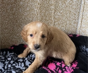 Golden Retriever-Poodle (Toy) Mix Puppy for sale in HOLLAND, MI, USA