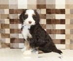 Small #3 Bernedoodle (Miniature)