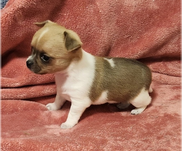 Medium Photo #2 Chihuahua Puppy For Sale in MOUNT AIRY, NC, USA