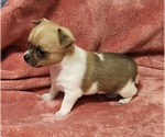 Small Photo #2 Chihuahua Puppy For Sale in MOUNT AIRY, NC, USA