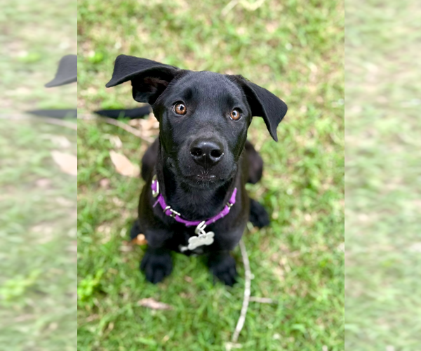 Medium Photo #1 Labrador Retriever-Unknown Mix Puppy For Sale in Boston, MA, USA