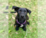Small Labrador Retriever Mix