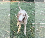 Dolly Sep 26 - Female Goldendoodle Dog for Adoption - Small photo