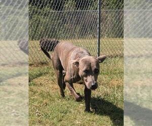 Mutt Dogs for adoption in Texas City, TX, USA