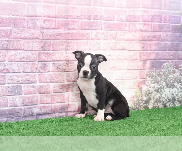Medium Photo #4 Boston Terrier Puppy For Sale in BEL AIR, MD, USA