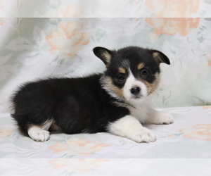 Pembroke Welsh Corgi Puppy for sale in SHILOH, OH, USA