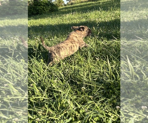Medium Photo #15 Mastiff Puppy For Sale in COEBURN, VA, USA