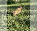 Small Photo #15 Mastiff Puppy For Sale in COEBURN, VA, USA
