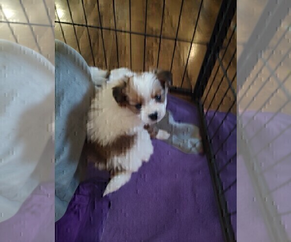 Medium Photo #13 Biewer Terrier-Pomeranian Mix Puppy For Sale in ESTILL SPRINGS, TN, USA