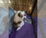 Small #12 Biewer Terrier-Pomeranian Mix
