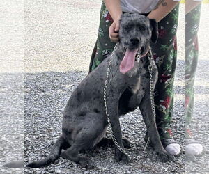 Great Dane-Unknown Mix Dogs for adoption in Rustburg, VA, USA